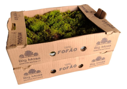 Musgo Fofão Vivo Verde Para Decoração Kit Com 2 Caixas