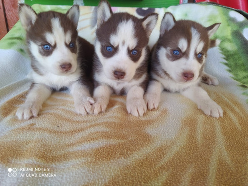 Cachorro Pomsky Pomski Perritos Cachorritos Poski Posky Rojo