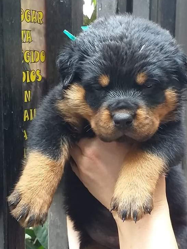 Espectaculares Rottweiler Alemán Cachorros Listos Para Entre