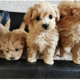 Cachorros Maltipoo 