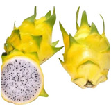 Mudas De Pitaya Amarela Golden Israelense Auto Fértil Kit 2 