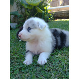  Cachorros Border Collie Blue Merle