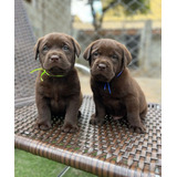 Cachorros Labrador Choco Machos Y Hembra Vacunados