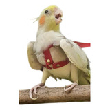 Coleira + Guia Ideal Aves Calopsita Periquito Pague 1 Leve 2