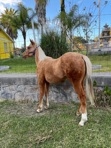 Potrillo Cuarto De Milla Palomino Tostoneado