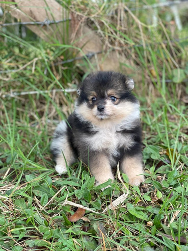 Cachorro Pomeranian Exótico Animal Pets Colombia 