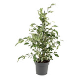 Planta De Exteriror Arbol Ficus Starligth X 2l. 