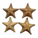 Estrella De Mar Natural Disecada  Grande 23 Cm