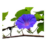 Campanilla Azul Ipomoea Indica Trepadora Enredadera Nativa