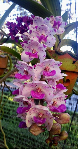 100 Semillas De Orquídea Ballena 