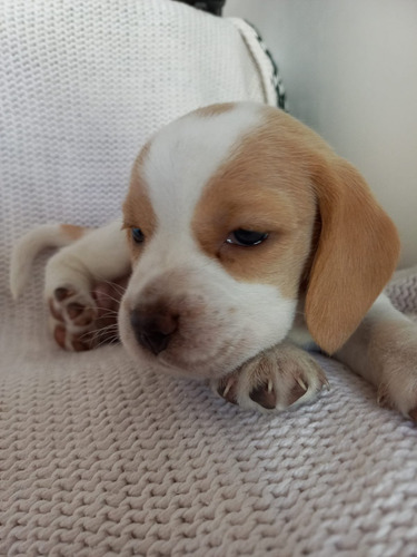 Beagle Recién Nacidos 