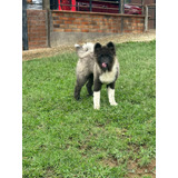 Hermosos Cachorros Akita Americano De Pelo Largo Disponibles