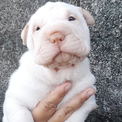 Sharpei