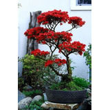 200 Semillas De Bonsai  Rojo + Instructivo