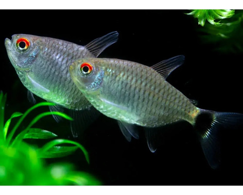 Pez Tetra Red Eye 