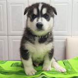 Filhote Husky Siberiano (macho) 