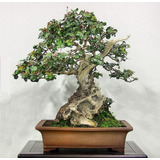 10 Semillas Arbol Algarrobo, Para Bonsai