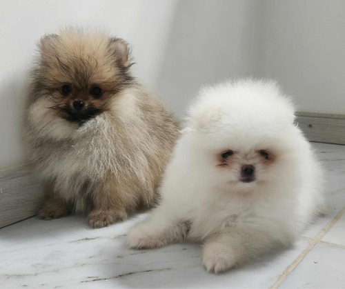 Cachorros De Pomerania