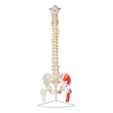 Wellden Modelo Clasico De Columna Vertebral Flexible Con Cab