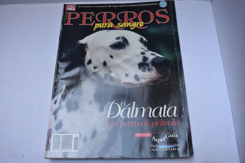 Perros Pura Sangre, El Dálmata, Un Perro De Película