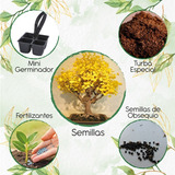 50 Semillas Bonsái Guayacán Amarillo + Mini Kit Germinación