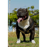 Coleira Peitoral Guia Cachorro Dobermann Pitbull Grande