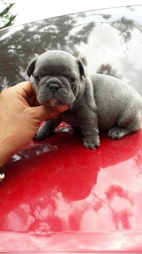 Bulldog Frances Blue Macho 