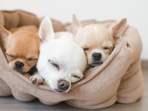 Hermosos Y Tiernos Chihuahuas 