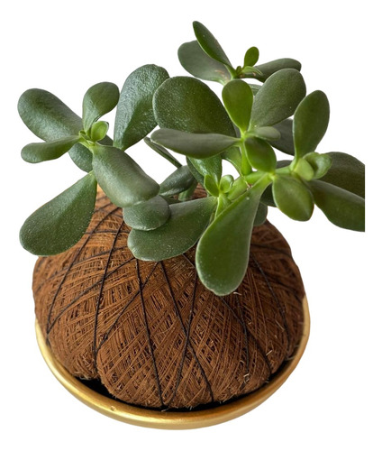 Kokedama De Jade Macho