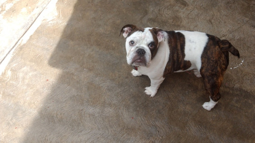 Preciosa Bulldog Ingles 