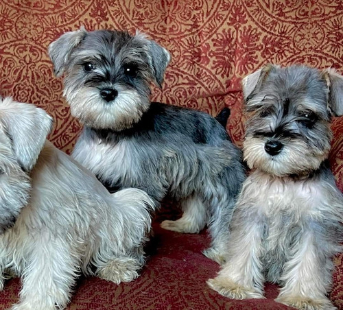 Cachorros Schnauzer Miniatura 