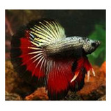 Betta Macho Dragon Fantasia