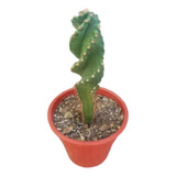 Planta Cactus Mini Espiralado De Coleccion