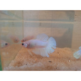 Betta De Linhagem Casal White Platinum Plakat + Brinde