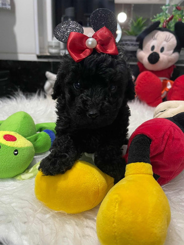 Lindíssima Filhote De Poodle Toy Black