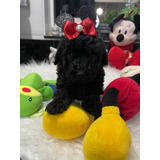 Lindíssima Filhote De Poodle Toy Black