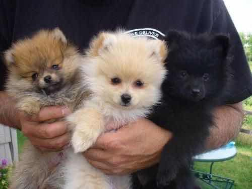 Cachorros Pomerania Mini Vacunados Papa Con Pedigrí