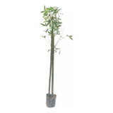Planta Bambú Negro Variedad Única