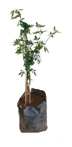 Jasminum Mesnyi Planta Jazmin Amarillo Chino 20cm