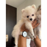 Cachorros Pomeranias 2 Meses