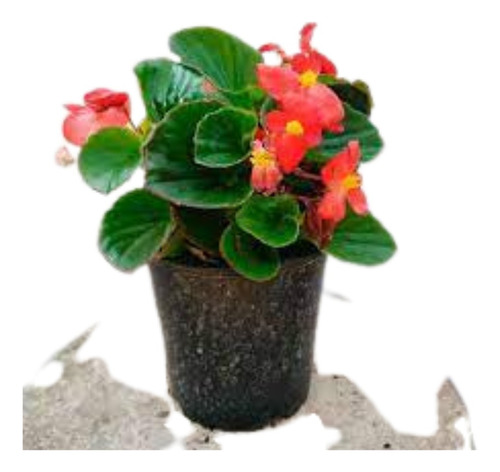 Plantas De Begonia Pack De 5