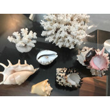 Corales Y Caracoles Exóticos
