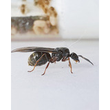 Hormiga Reina Lasiophanes Valdiviensis De Criadero / Mascota