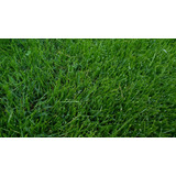 Semillas Césped Ryegrass Anual Landscapers - Picasso 15 Kg