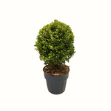 Muda Grande Buxus Buxinho Natural Produtor 40cm Boca Da Mata