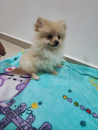 Cachorras Pomerania Mini Lulu Perros En Venta Popayán