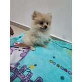 Cachorras Pomerania Mini Lulu Perros En Venta Popayán