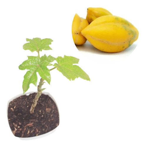 Plantula  Frutal Árbol De Papayuela Para Transplantar 