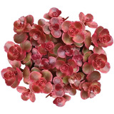 Muda Suculenta Cor Vinho - Sedum Spurium Red Carpet