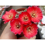 Semillas Cactus - Rebutia Mix 